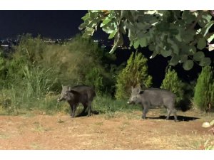 Çukurova Üniversitesinde domuz tedirginliği