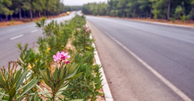 Varsak şehir girişi zakkumla güzelleşti