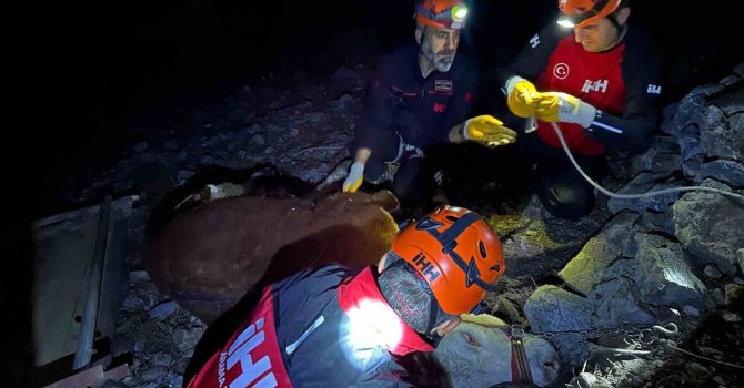 Alanya’da kamyondan düşen dana 400 metrelik uçurumdan kurtarıldı