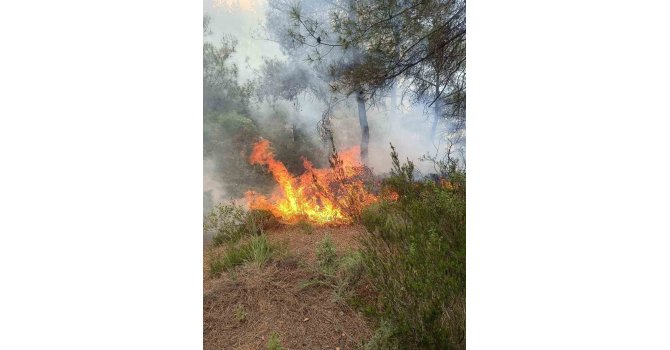 Yayladağı’nda ormanlık alanda çıkan yangın söndürüldü