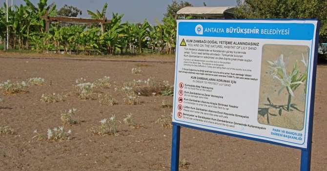 Kum Zambakları koruma altında