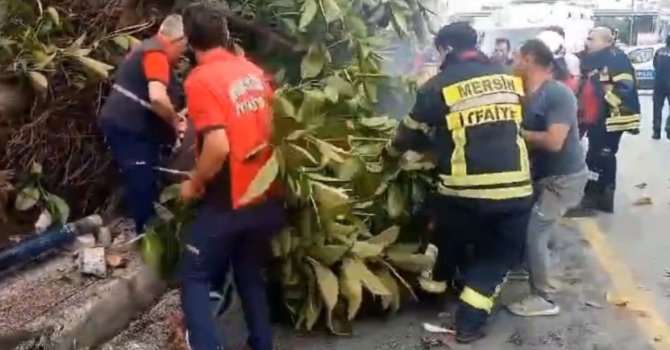 Otomobil yayalara çarptı, ağacı devirdi: 1 ölü, 3 yaralı