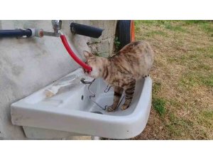 Çeşmeden su içen kedi ’Yıldız’ gülümsetti