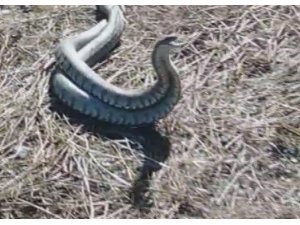 Türkiye’nin en zehirli yılanı olarak bilinen koca engereklerin çiftleşme dansı kamerada