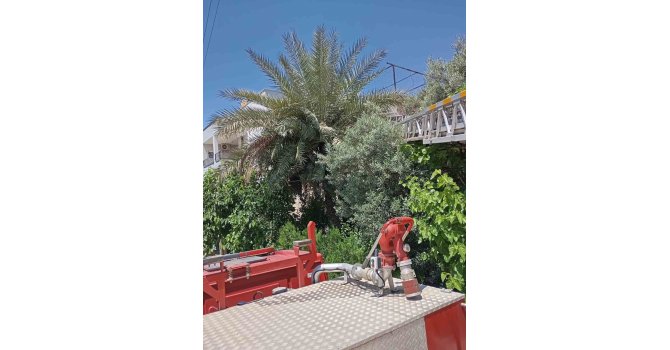 Payas’ta ağaçta mahsur kalan kedi kurtarıldı