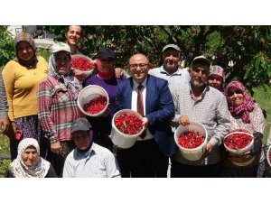 Mersin’de turfanda kiraz hasadı başladı