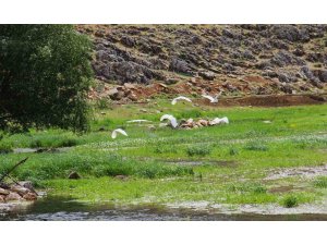 Kahramanmaraş’ta Mağaragözü Çayında göçmen kuşlar görsel şölen oluşturdu