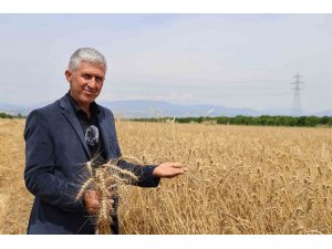 Buğday rekoltesi yüz güldürdü