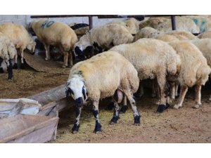 Adana’da küçükbaş kurbanlıkların fiyatları belirlendi