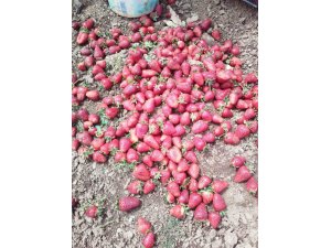 Kahramanmaraş’ta yağmur nedeniyle çilekler zarar gördü