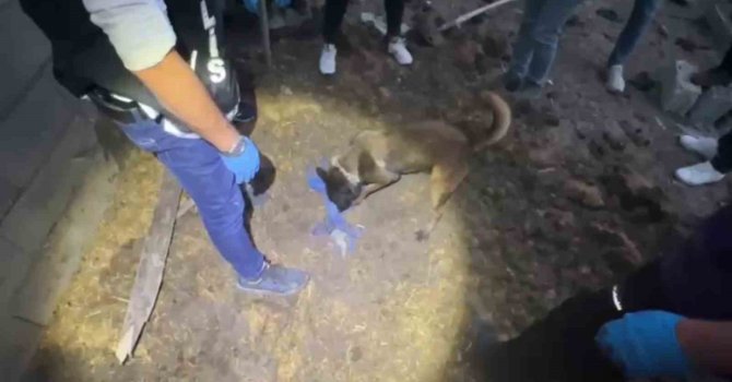 Polis köpeği Jessie, toprağa gömülü 820 bin hapı buldu