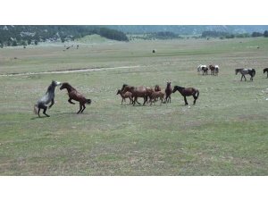 Antalya’nın yılkı atları