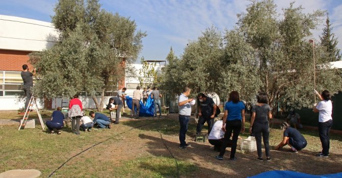 Özel öğrencilerden zeytin hasadı