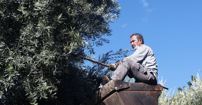 Dokuma’da zeytin hasadı