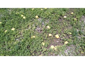 Aşırı sıcak kavun, karpuz,  biber ve domatesleri yaktı