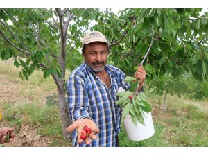 Kirazı işçi bulamayınca köylüler imece usulü topladı