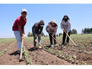 Amik Ovası’nda pamuğun ipliğe yolculuğunda zorlu çapa mesaisi