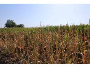 Yüzlerce dönüm ekili mısır, sulanamayınca olgunlaşmadan kurudu