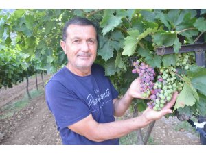 Antalya’da üzümde bu yıl yüzde yüz rekolte bekleniyor
