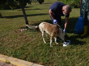 Kepez Belediyesi, sokak hayvanları için mama üretti