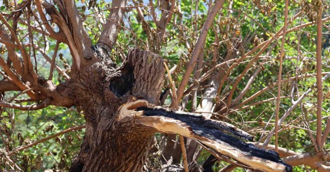 Annesi için yenilediği ev ile kurbanda kazandığı 65 bin lirası kül oldu