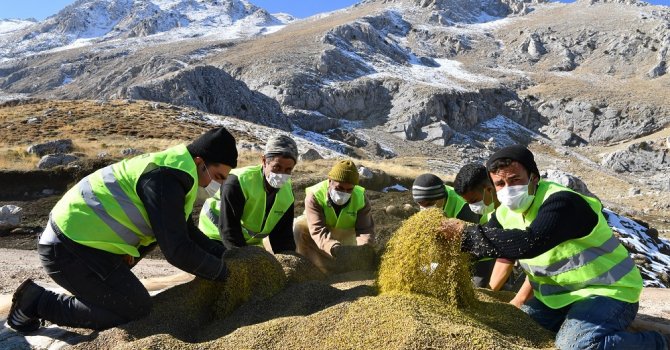 Meralar tohumla zenginleştiriliyor