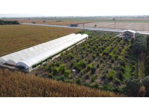 Oto yedek parça satıcısı tropikal meyve üreticisi oldu, siparişlere yetişemiyor