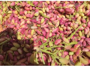 Mersin’de fıstık hasadı