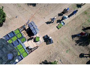 Adana’da limonun fiyatını düşürecek hasat başladı