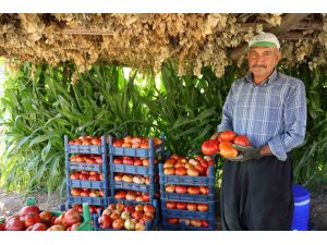 At ve katırlarla domates hasadı