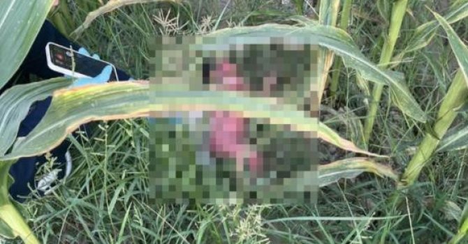 Mısır tarlasında bulunan bebekle ilgili 1 kişi tutuklandı