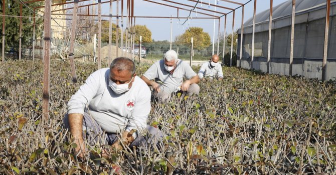 Döşemealtı Belediyesi yetiştirdiği bitkilerle parkları süslüyor
