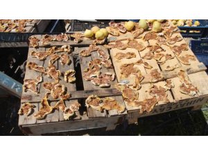 Mersin’de Mut beyaz incir altın yılını yaşıyor