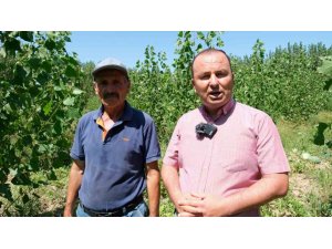 Mersin’de karpuz hasadı başladı