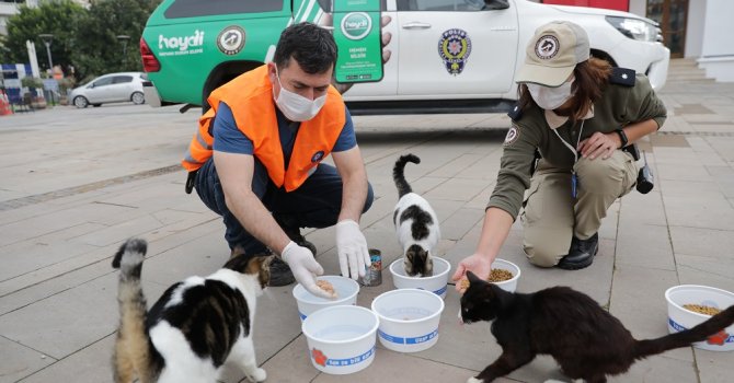 Büyükşehir ve Emniyet sokak hayvanlarını besledi