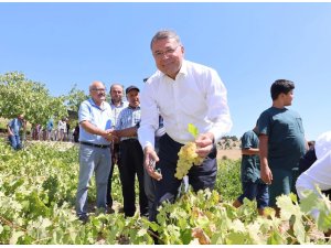 Silifke’de sofralık üzüm hasadı başladı
