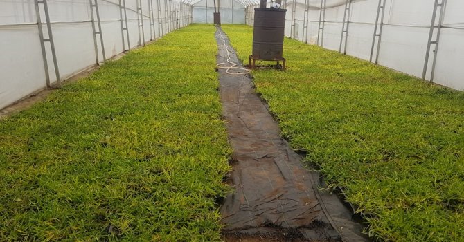 Büyükşehir susuzluğa dayanıklı çim üretiyor