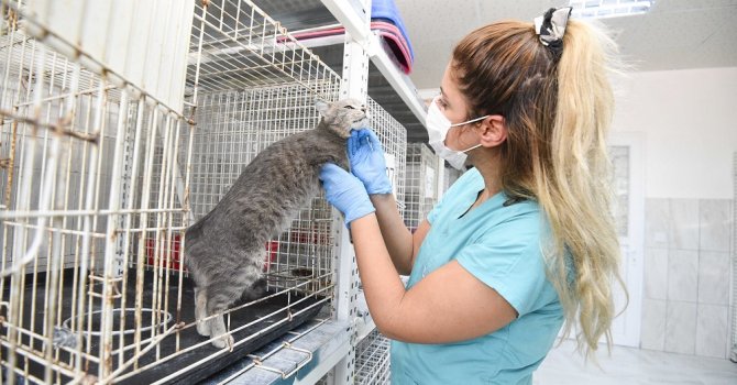 Şefkat ve sevgi mesaisi