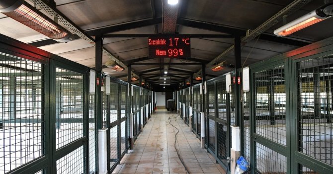 Konyaaltı’nda kedi ve köpeklere ısıtıcılı koruma