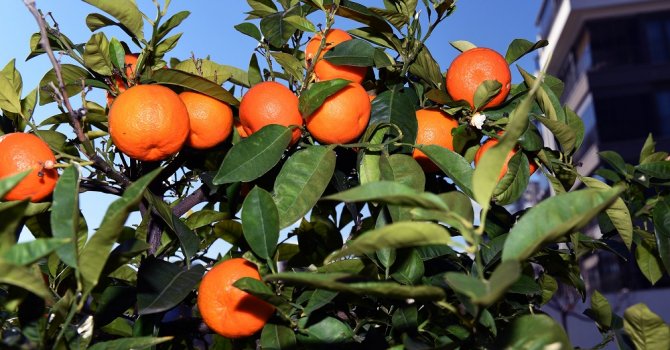 Muratpaşa’nın turunçları evlerde reçel oluyor