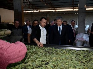 Osmaniye’de defne yaprağı hasadı başladı