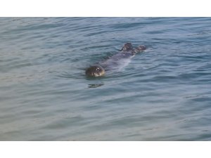 Türkiye kıyılarında sadece 120 tane kaldı, yuvalarında takipleri yapılıyor