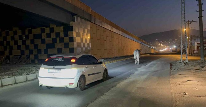 Tırdan kaçarak şehir turuna çıkan angus iğneyle bayıltılarak yakalandı