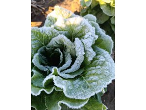 Adana’da tarımı don vurdu