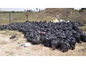 Dökülen ya da ağaçta kalan narenciye Akdeniz Meyve Sineği popülasyonunu artırıyor