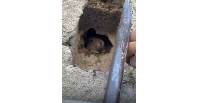 Tahliye bacasına düşen tavşan kurtarıldı