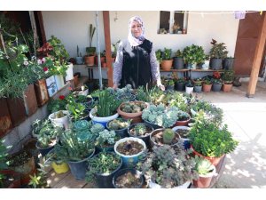 Evinin her tarafında çiçek eken kadın, 500’ten fazla farklı çiçek yetiştirmeyi başardı