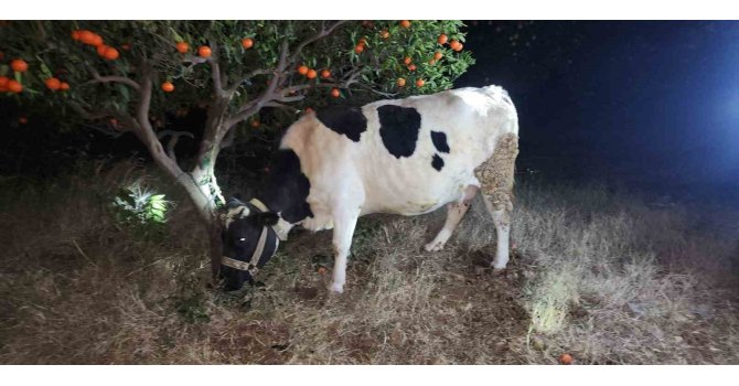 Hayvan hırsızları hayvanlarla birlikte yakalandı