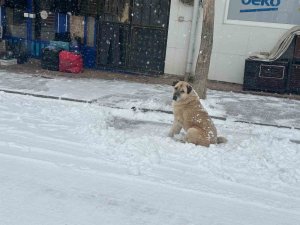 Adana’nın Tufanbeyli ilçesinde kar etkili oldu
