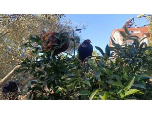 Sel felaketi sonrası kümese girmeye korkan tavuklar ağaçta uyumaya başladı